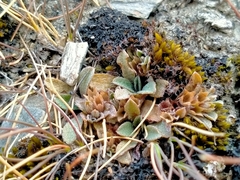 Myosotis glauca