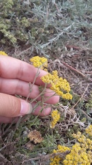 Achillea leptophylla