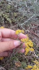 Achillea leptophylla