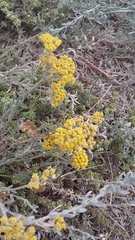 Achillea leptophylla
