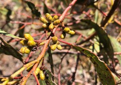 Eucalyptus dumosa