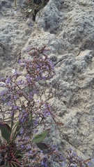 Limonium gmelinii