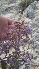 Limonium gmelinii
