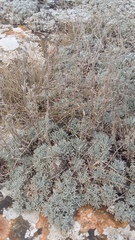Artemisia alpina