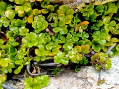 Azorella hydrocotyloides