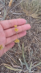 Achillea leptophylla