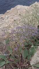 Limonium gmelinii
