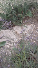 Limonium gmelinii