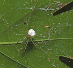 Hygropoda lineata