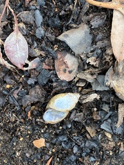 Bothriembryon brazieri