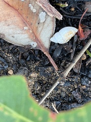 Bothriembryon brazieri