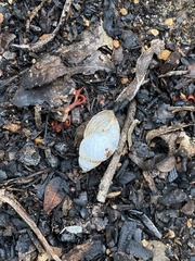 Bothriembryon brazieri