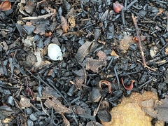 Bothriembryon brazieri