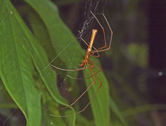Tetragnatha rubriventris