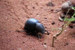 Ocnodes scrobicollis