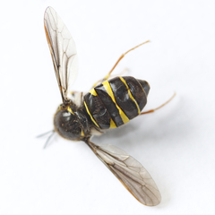 Leucopsina burnsi
