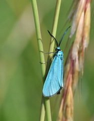 Jordanita globulariae