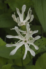 Silene fulgens
