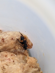Nicrophorus nepalensis