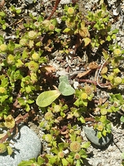 Centipeda aotearoana