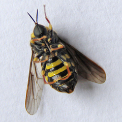 Leucopsina burnsi