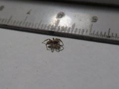 Salticidae