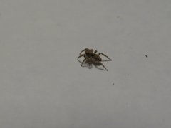 Salticidae