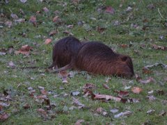 Myocastor coypus