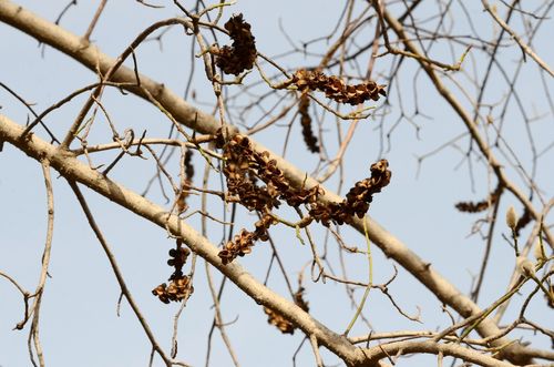 Magnolia denudata