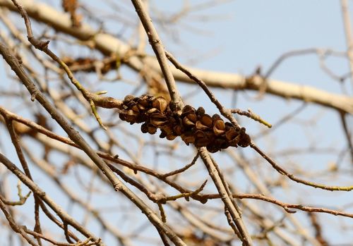Magnolia denudata