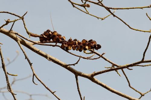 Magnolia denudata