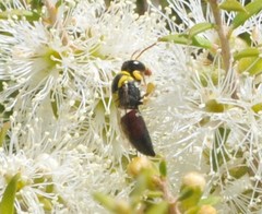 Hylaeus elegans