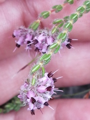 Erica russakiana