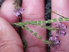 Erica russakiana