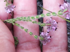 Erica russakiana