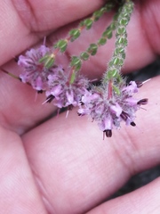 Erica russakiana
