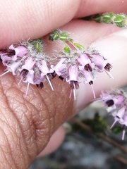 Erica russakiana