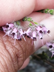 Erica russakiana