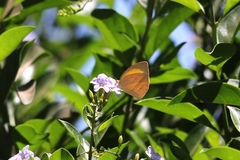 Eurema herla