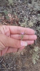 Dianthus pseudarmeria