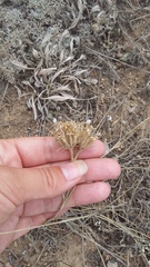 Dianthus pseudarmeria