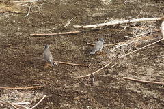 Spodiopsar cineraceus