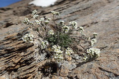 Draba dubia