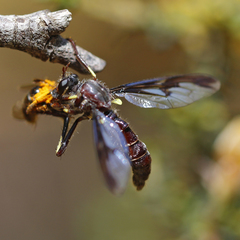 Daptolestes