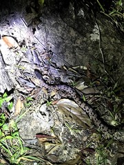 Ovophis monticola