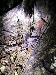 Ovophis monticola