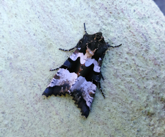 Phlogophora albovittata