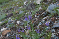 Veronica pinnata