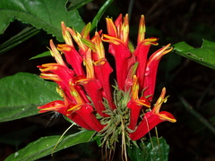 Clinacanthus nutans