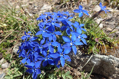 Gentiana brachyphylla